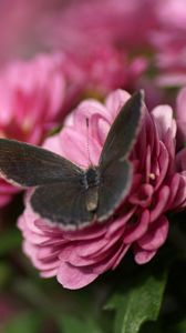 Preview wallpaper butterfly, flower, flying, beautiful