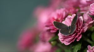 Preview wallpaper butterfly, flower, flying, beautiful