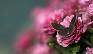 Preview wallpaper butterfly, flower, flying, beautiful