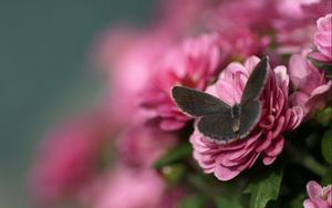 Preview wallpaper butterfly, flower, flying, beautiful