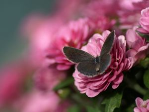 Preview wallpaper butterfly, flower, flying, beautiful