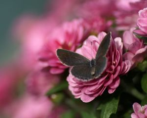 Preview wallpaper butterfly, flower, flying, beautiful