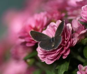 Preview wallpaper butterfly, flower, flying, beautiful