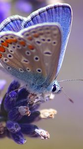 Preview wallpaper butterfly, flower, flying, spot, light