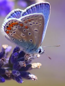 Preview wallpaper butterfly, flower, flying, spot, light