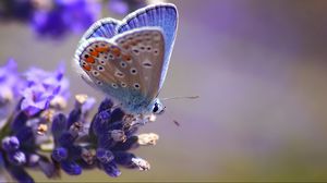 Preview wallpaper butterfly, flower, flying, spot, light