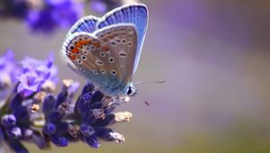 Preview wallpaper butterfly, flower, flying, spot, light