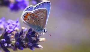 Preview wallpaper butterfly, flower, flying, spot, light