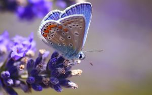 Preview wallpaper butterfly, flower, flying, spot, light