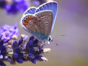 Preview wallpaper butterfly, flower, flying, spot, light