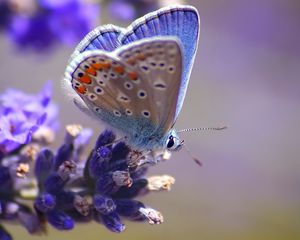 Preview wallpaper butterfly, flower, flying, spot, light