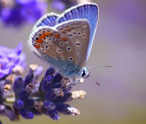 Preview wallpaper butterfly, flower, flying, spot, light