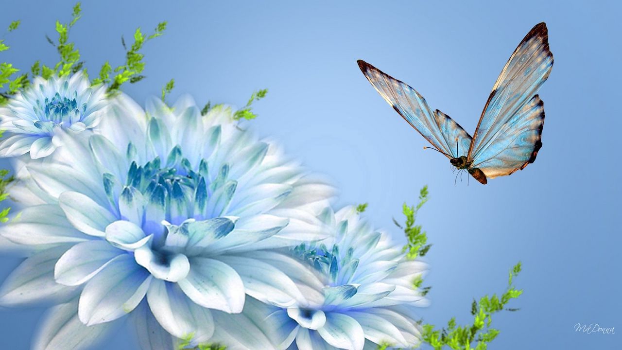 Wallpaper butterfly, flower, flying, close-up