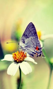 Preview wallpaper butterfly, flower, glare, flight, paint