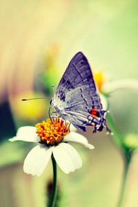 Preview wallpaper butterfly, flower, glare, flight, paint