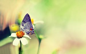 Preview wallpaper butterfly, flower, glare, flight, paint