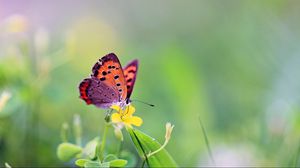 Preview wallpaper butterfly, flower, grass, leaves