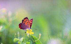 Preview wallpaper butterfly, flower, grass, leaves