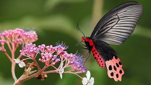 Preview wallpaper butterfly, flower, grass, plants, wings