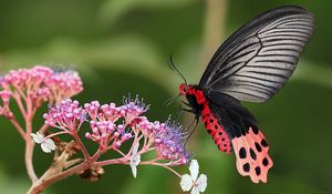 Preview wallpaper butterfly, flower, grass, plants, wings