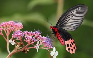 Preview wallpaper butterfly, flower, grass, plants, wings