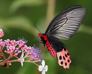 Preview wallpaper butterfly, flower, grass, plants, wings