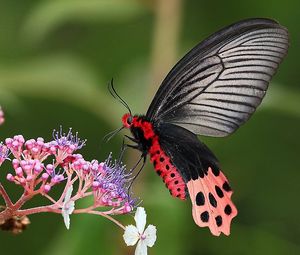 Preview wallpaper butterfly, flower, grass, plants, wings