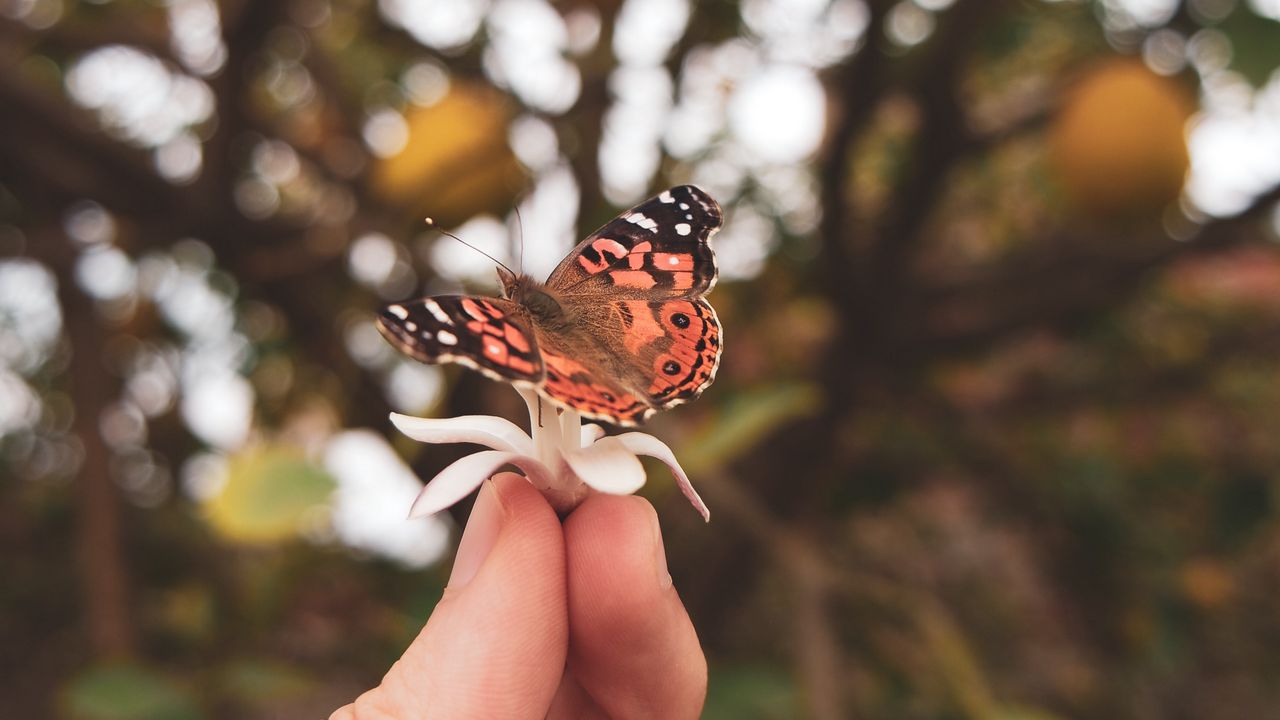 Wallpaper butterfly, flower, hand, fingers