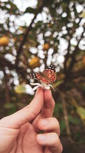 Preview wallpaper butterfly, flower, hand, fingers