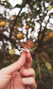 Preview wallpaper butterfly, flower, hand, fingers