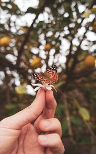 Preview wallpaper butterfly, flower, hand, fingers