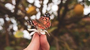 Preview wallpaper butterfly, flower, hand, fingers