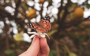 Preview wallpaper butterfly, flower, hand, fingers