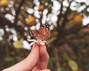 Preview wallpaper butterfly, flower, hand, fingers