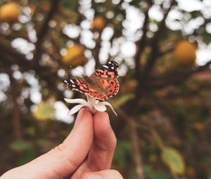 Preview wallpaper butterfly, flower, hand, fingers