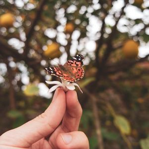 Preview wallpaper butterfly, flower, hand, fingers