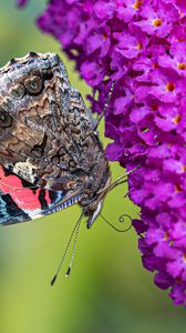 Preview wallpaper butterfly, flower, inflorescence, buddleja davidii, macro