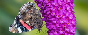 Preview wallpaper butterfly, flower, inflorescence, buddleja davidii, macro