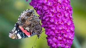 Preview wallpaper butterfly, flower, inflorescence, buddleja davidii, macro