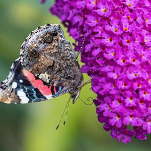 Preview wallpaper butterfly, flower, inflorescence, buddleja davidii, macro