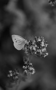 Preview wallpaper butterfly, flower, inflorescence, macro, black and white