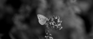 Preview wallpaper butterfly, flower, inflorescence, macro, black and white