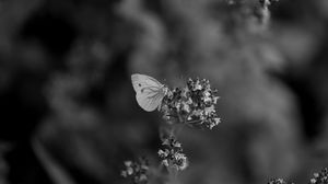 Preview wallpaper butterfly, flower, inflorescence, macro, black and white