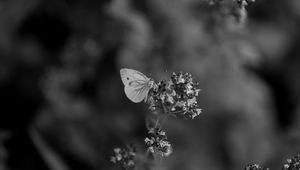 Preview wallpaper butterfly, flower, inflorescence, macro, black and white