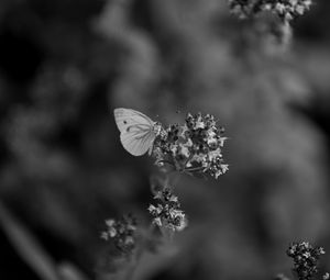 Preview wallpaper butterfly, flower, inflorescence, macro, black and white