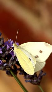 Preview wallpaper butterfly, flower, insect