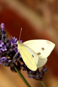 Preview wallpaper butterfly, flower, insect