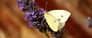 Preview wallpaper butterfly, flower, insect