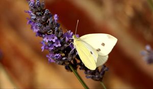 Preview wallpaper butterfly, flower, insect