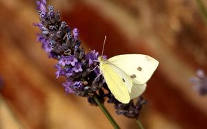 Preview wallpaper butterfly, flower, insect